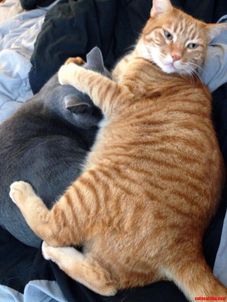 Cuddling Cats