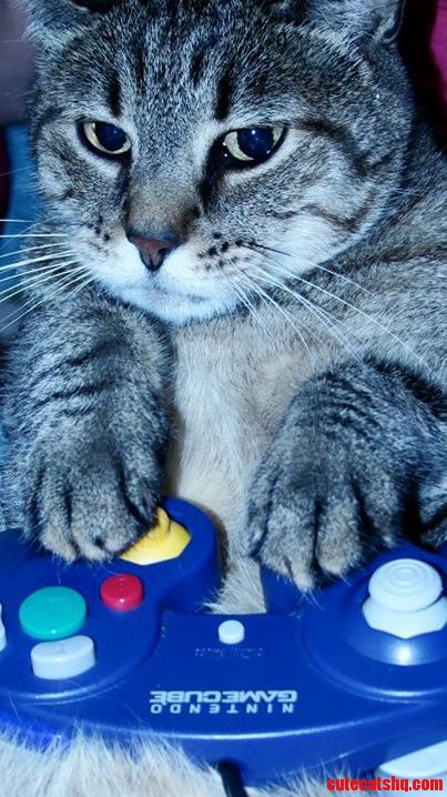 Cupcake Is in the Zone
