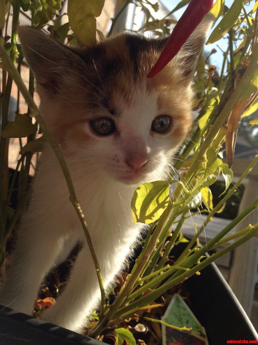 Curiosity Has Never Been So Cute.