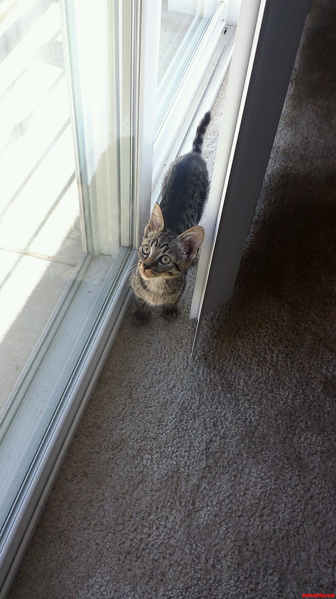 Curious Kitty