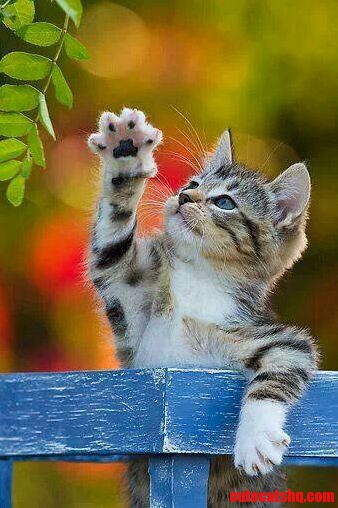 Cute Kitten 3