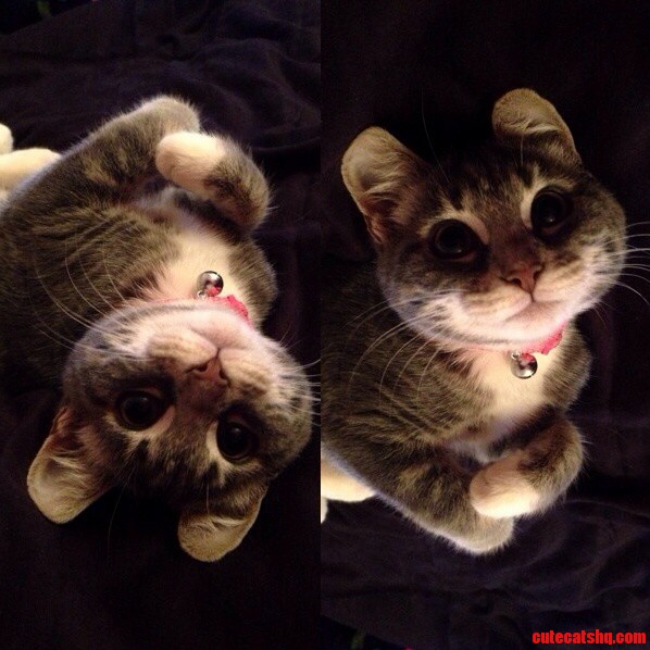 Cutest Cat I Ve Seen Today. Xpost from Raww