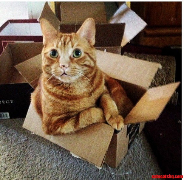 Cutest Cat