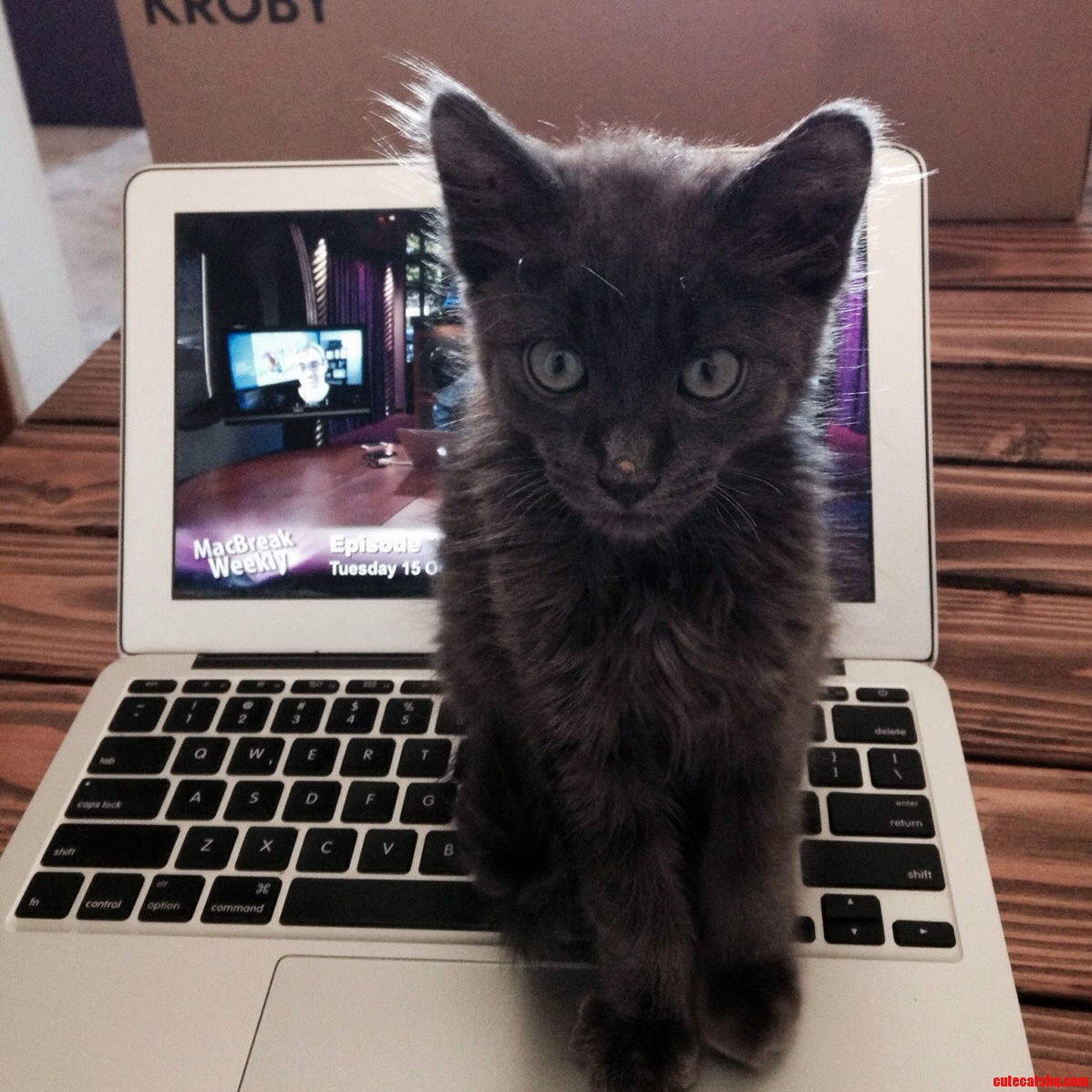 Daes Cats Love to Sit on Your Keyboard