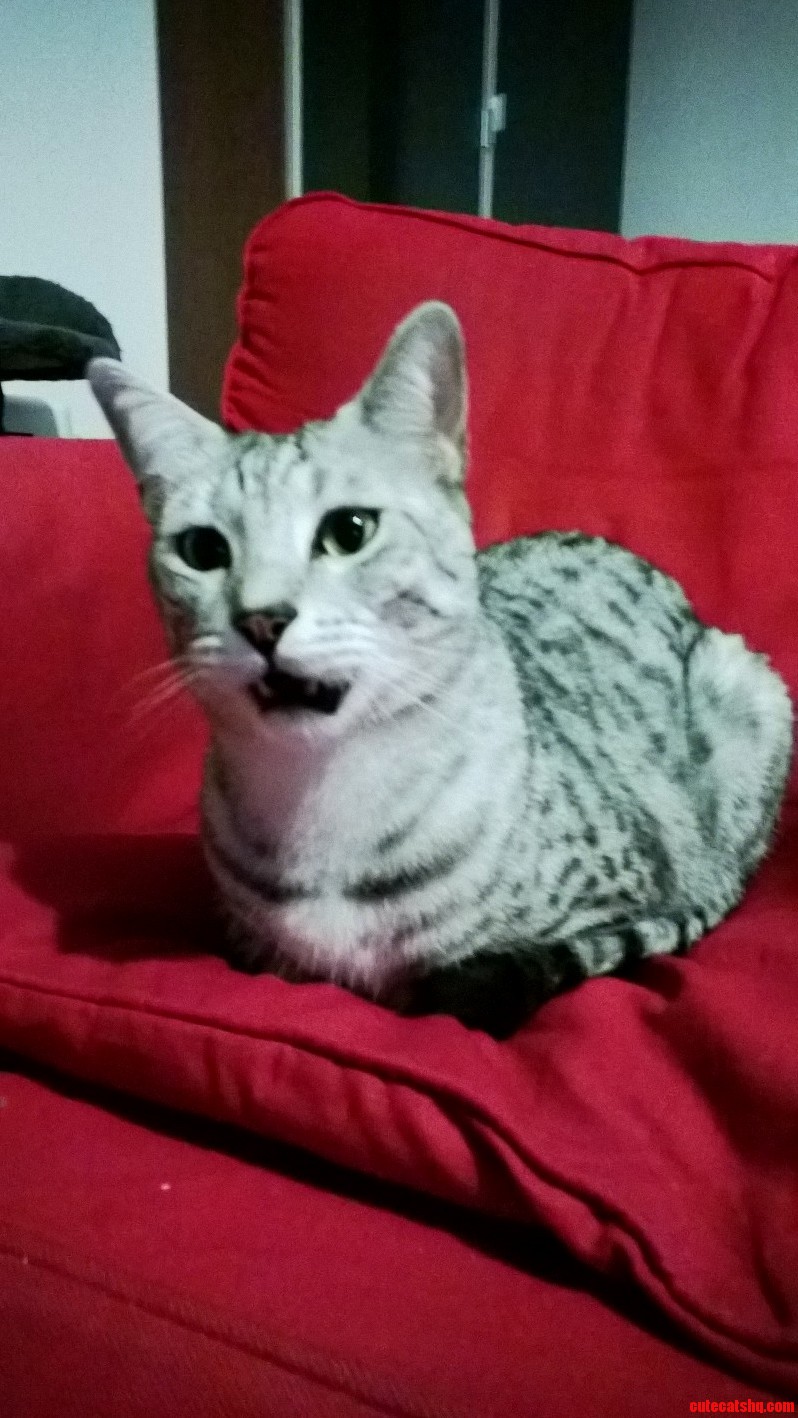 Dante Is Not Impressed
