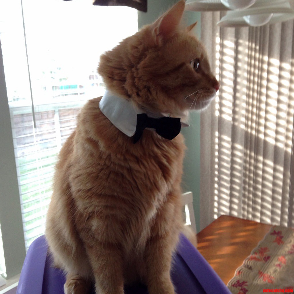 Dapper Cat. the Bow Tie Didnt Last Very Long.