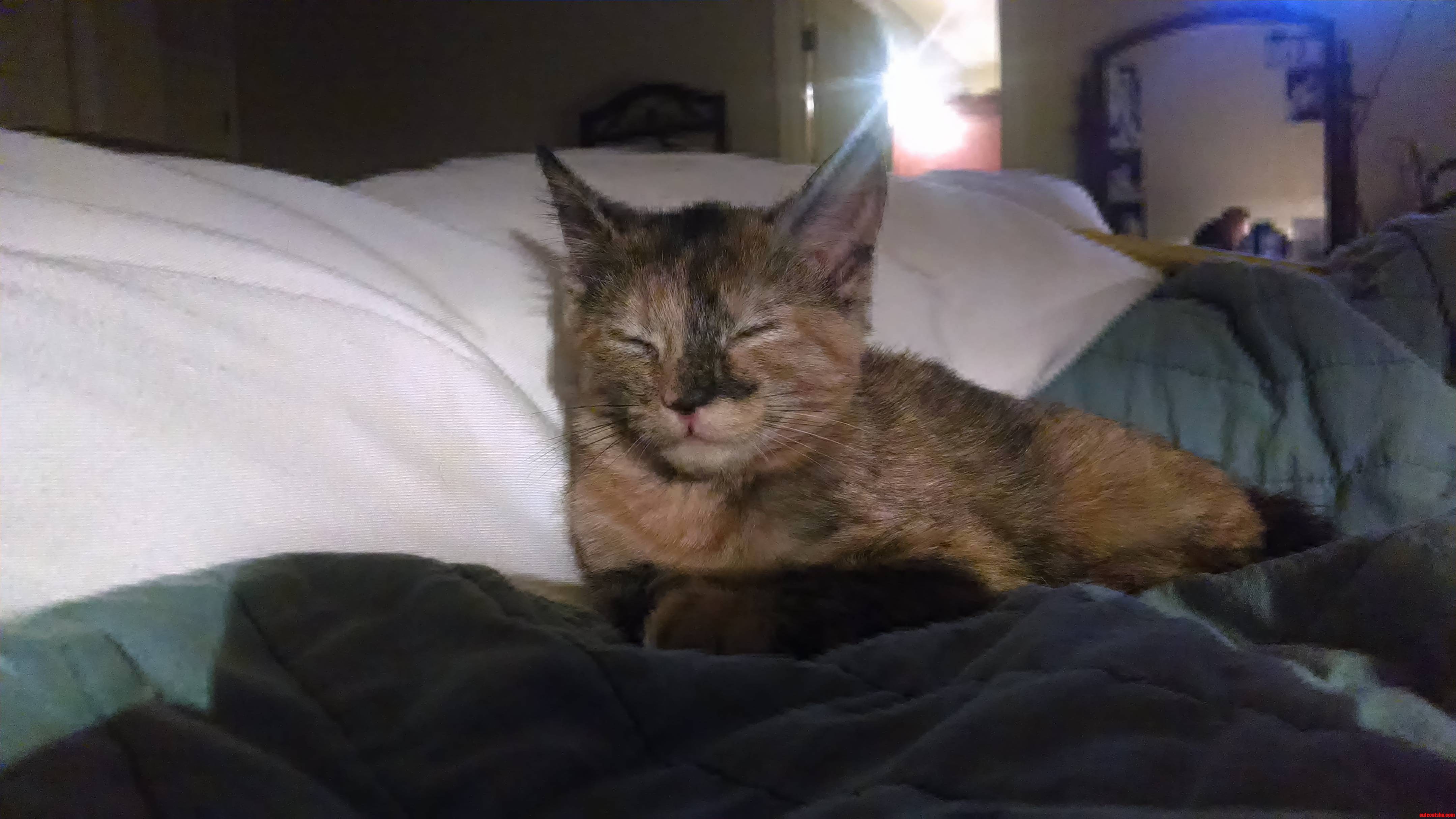 Darcy the J. J. Abrams