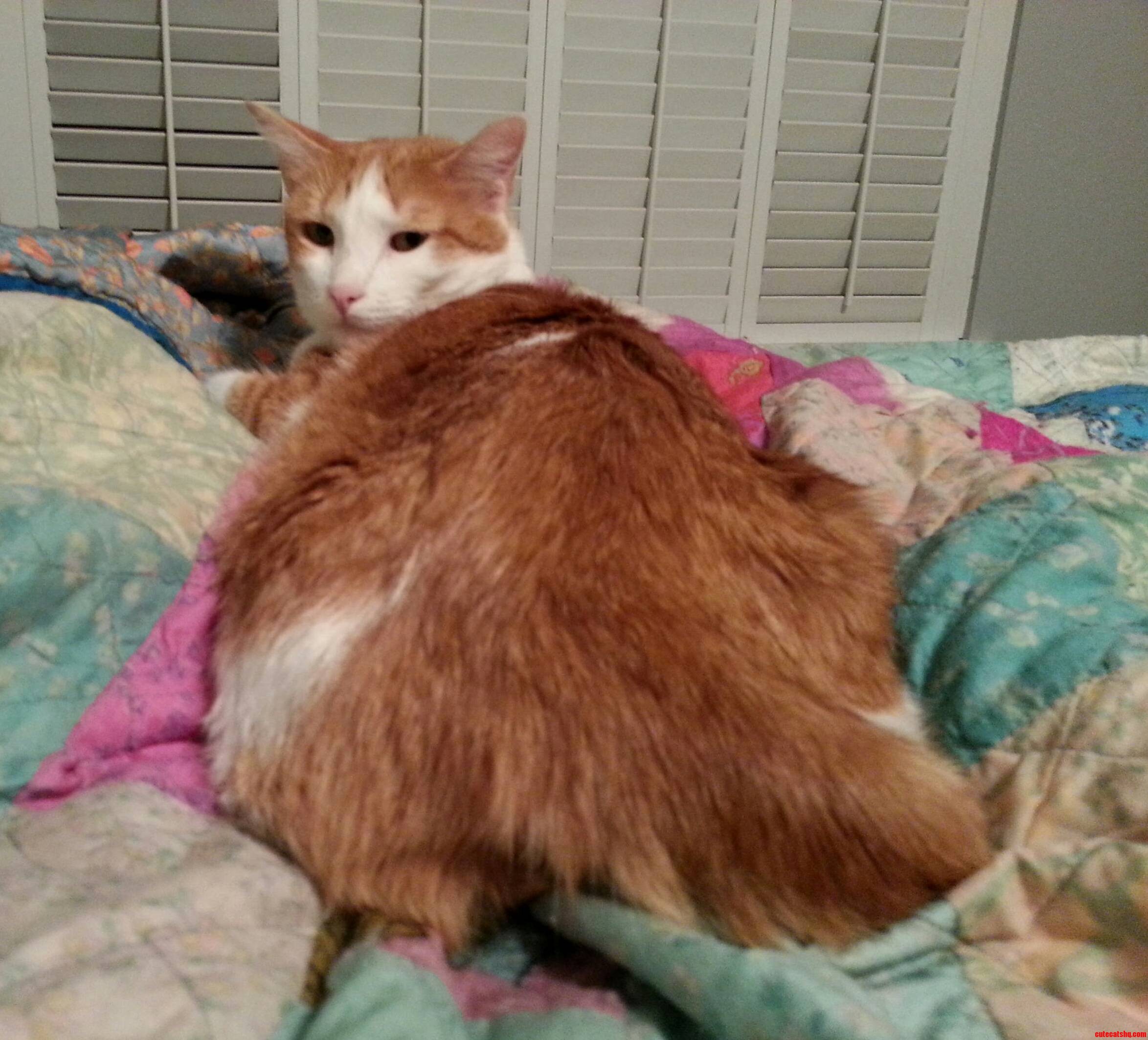 Dat Ass.