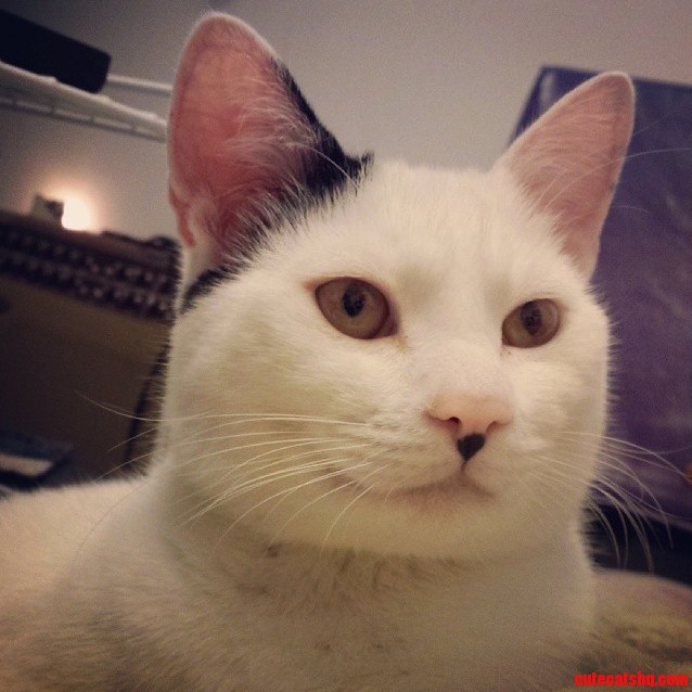 Dat Stache on My Foster Cat Who Still Needs a Home Btw