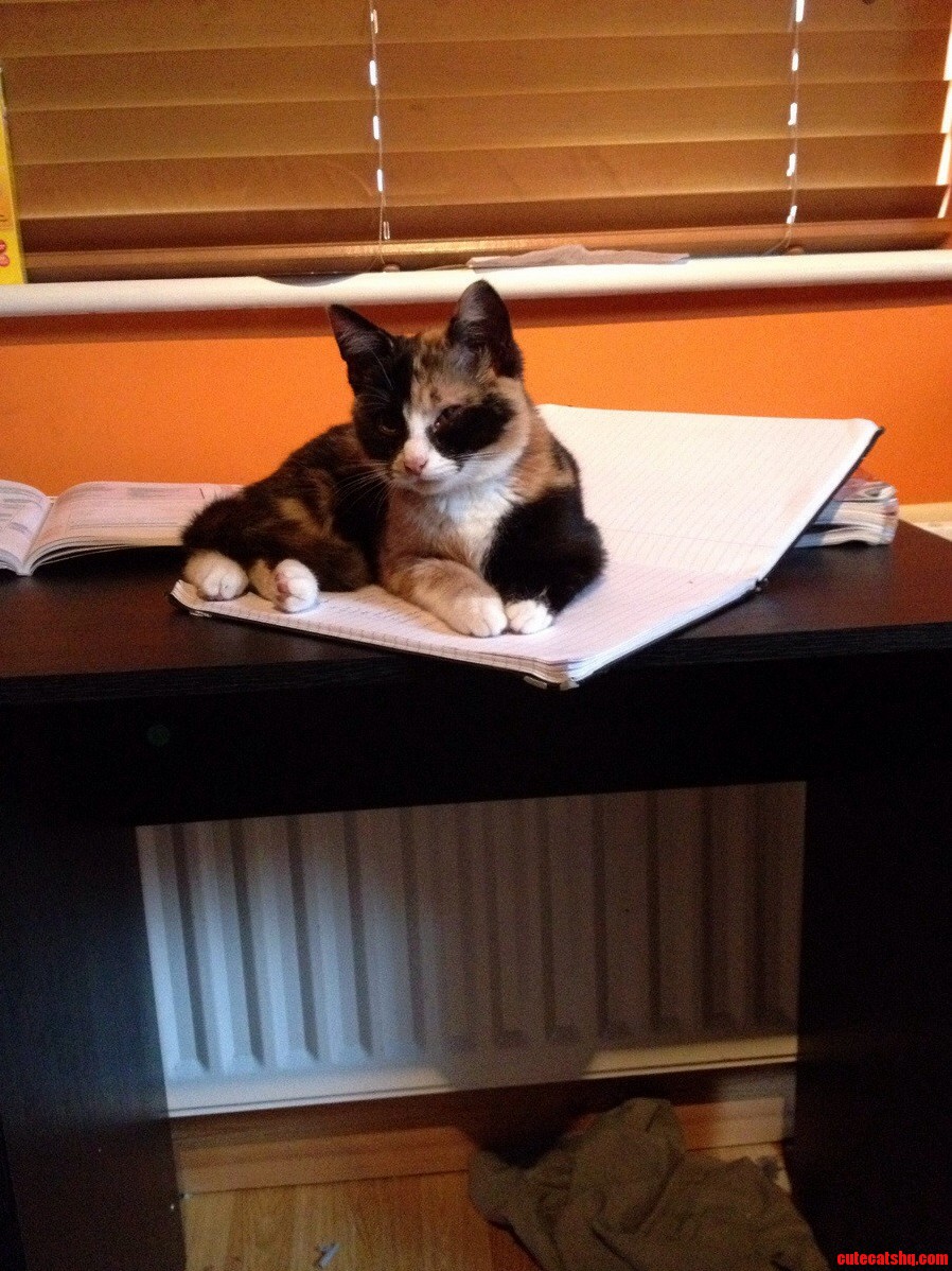 Dave Wont Let Me Study