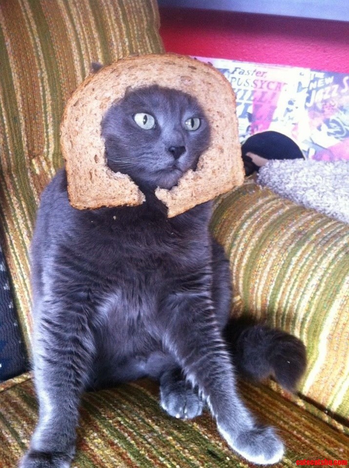 Daves Killer Bread Blues Bread