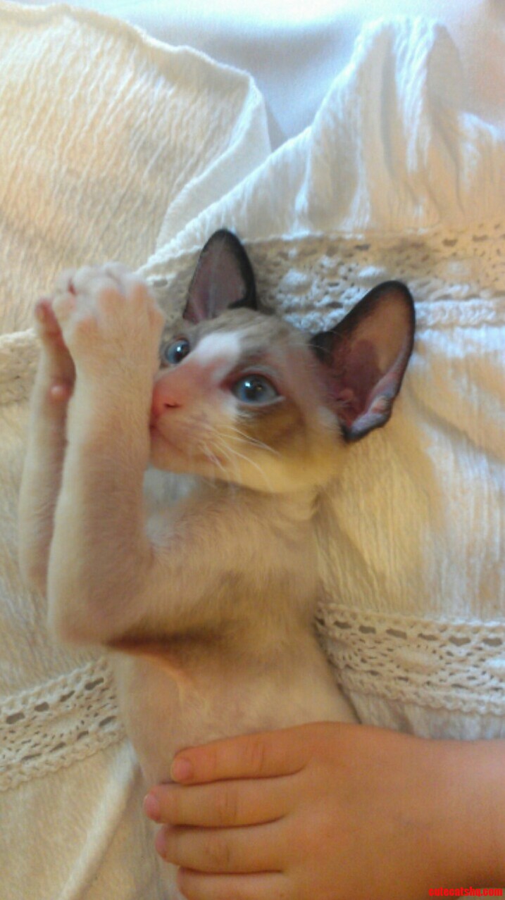 Dear Jesus...thank You for Our New Kitty Umi.