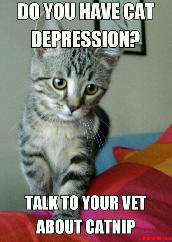 Depressed Cat