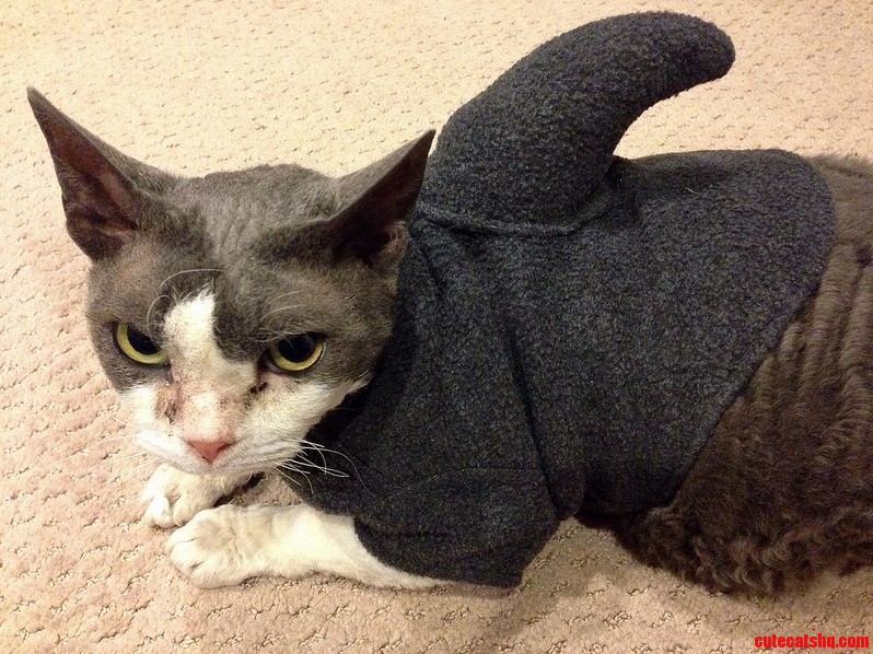Devon Rex Shark Cat