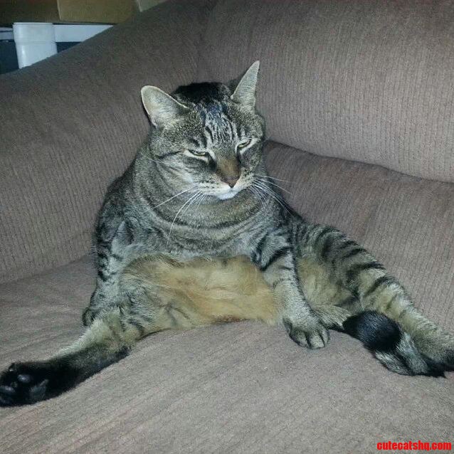 Dgaf Cat.