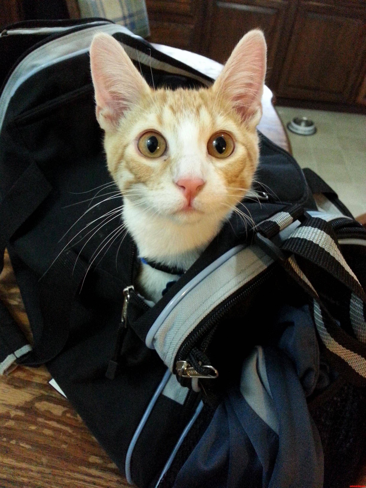 Did Somebody Say Cat Treats