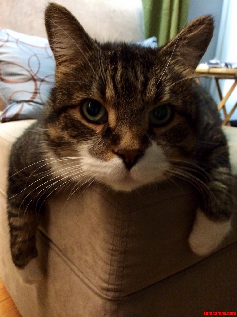 Did You Say Treats