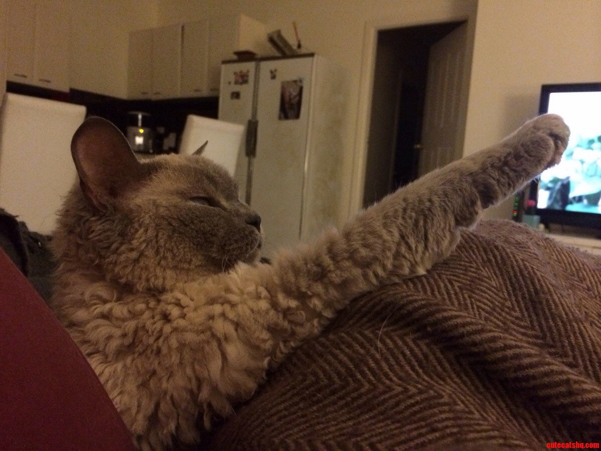 Dies Ist Meine Katze