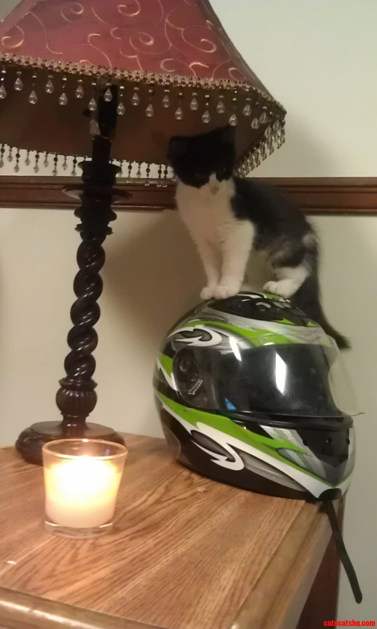 Doesnt Matter What It Is She Will Climb It.