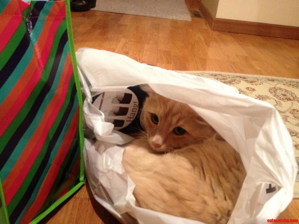Dont Let the Cat Out of the Bag
