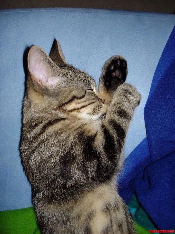 Dont Let the Ears Fool You. He Was Only About 12 Weeks Old.