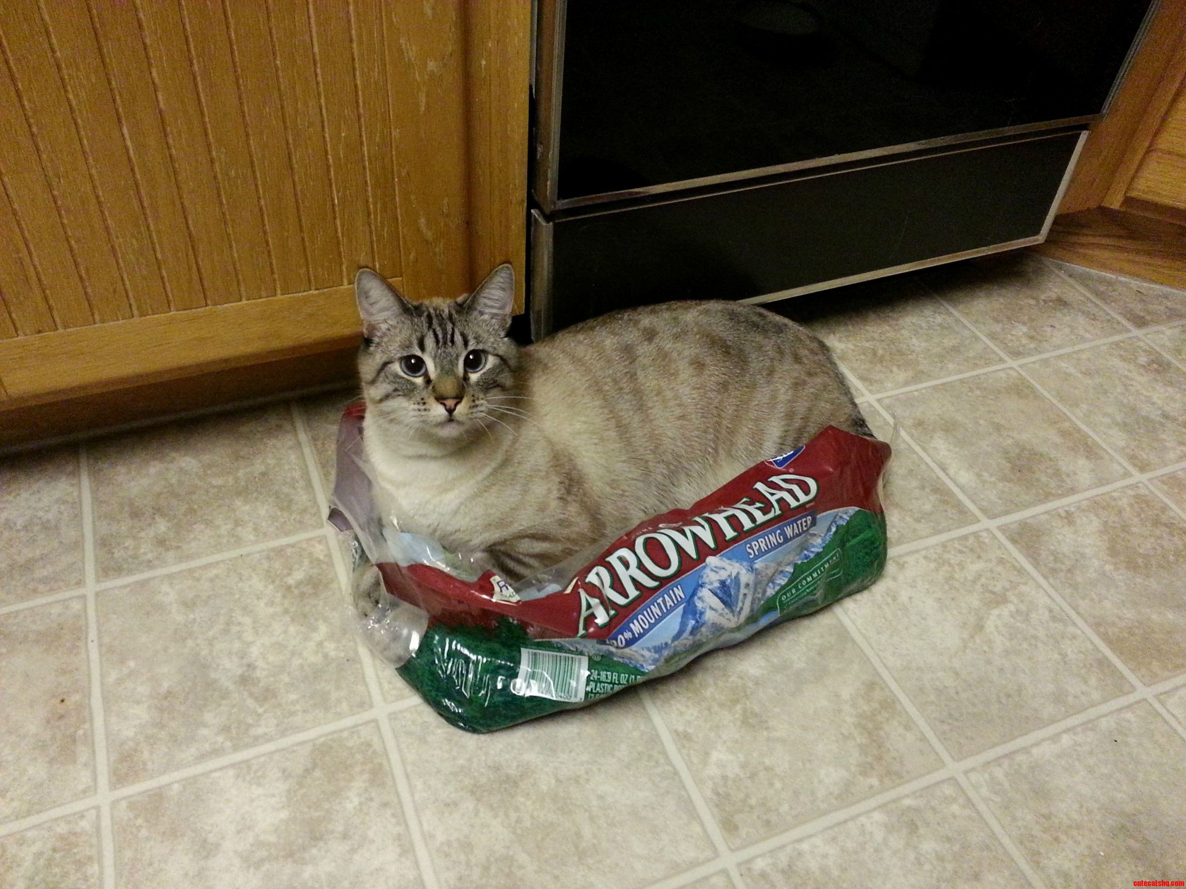 Dont Throw It Away. It Might Be an Awesome Cat Bed.