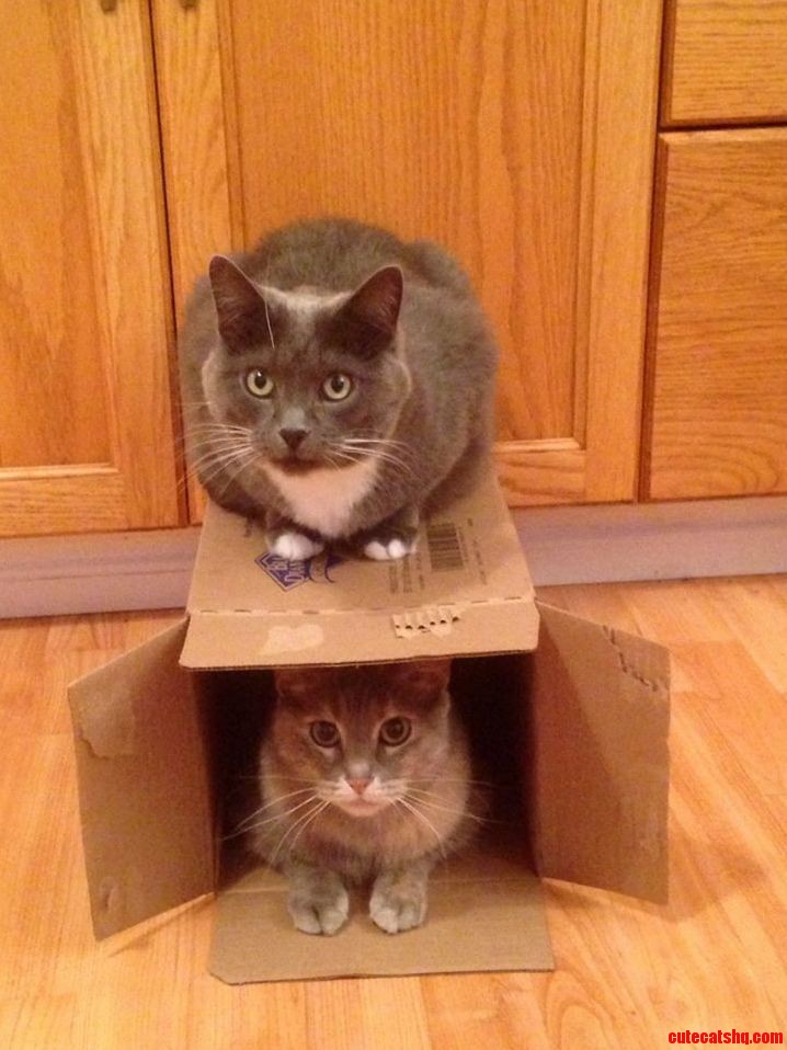 Double Decker Cats and the Empty Box Trap
