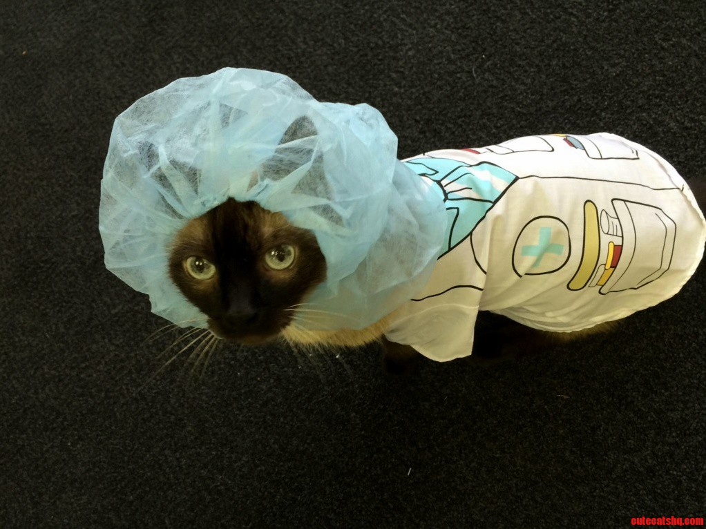 Dr. Sexy Cat to the Er.