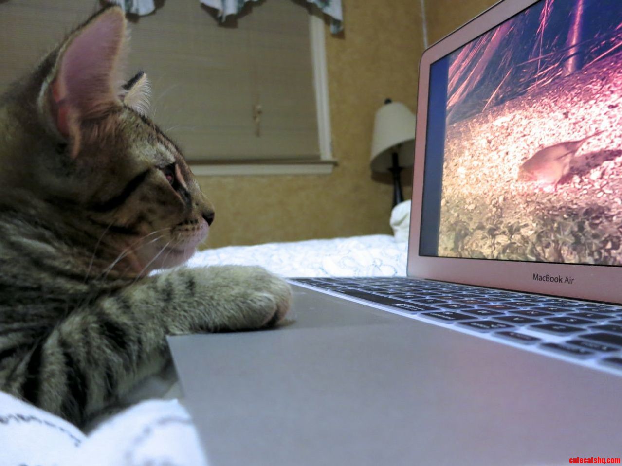 Dr. Tran Watches a Bird Video