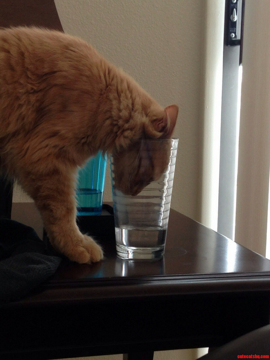 Drink Out of Anything Except the Water Bowl. Cat Logic