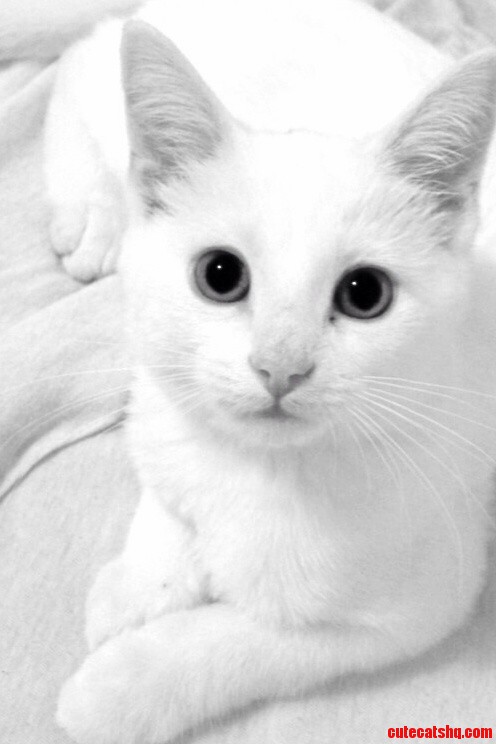Elmer Thinks Hes a Model. Regal As Usual. but So Darn Full of Himself.