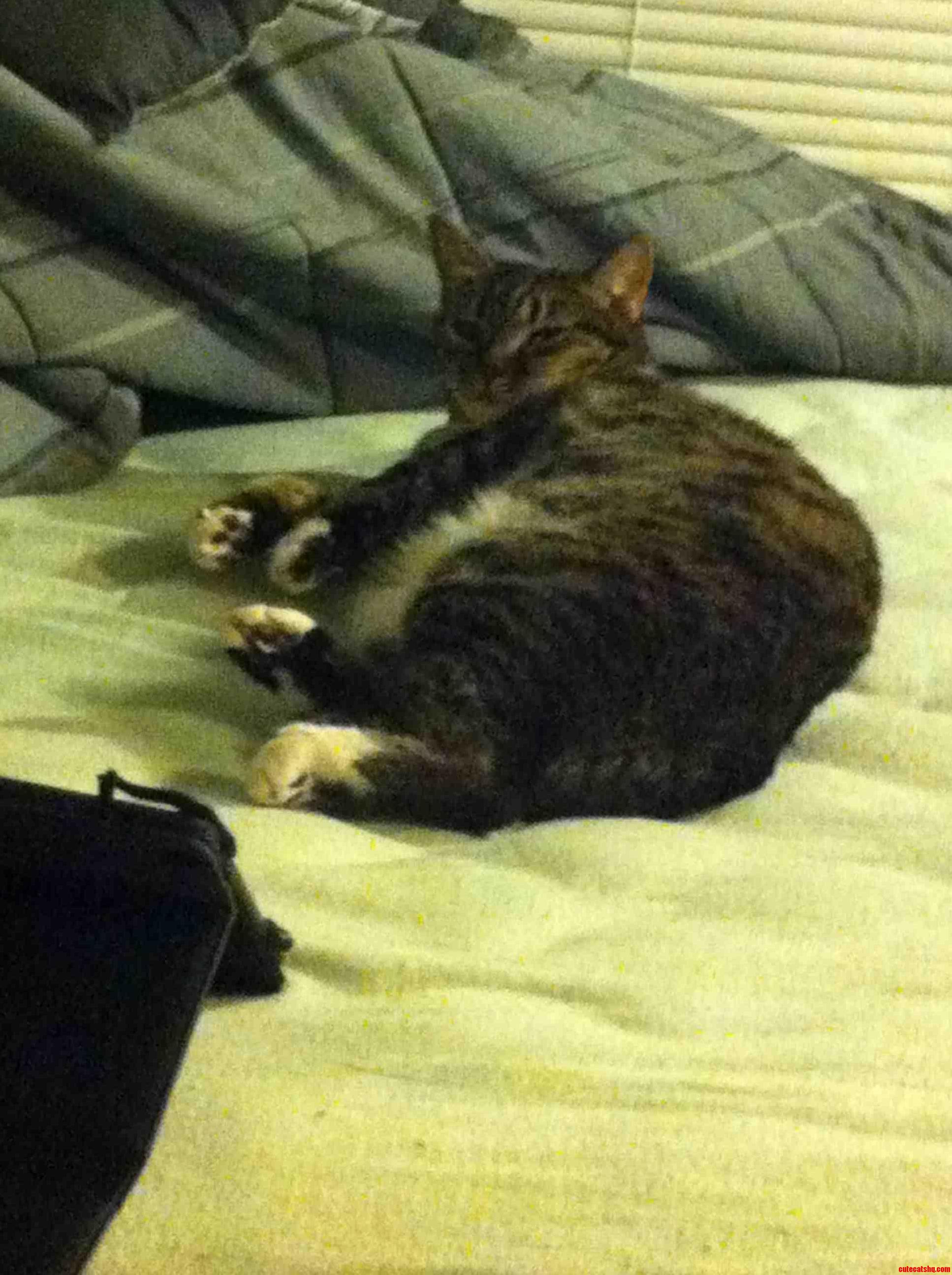Enjoy This Photo of My Fat Cat Lounging on My Bed.