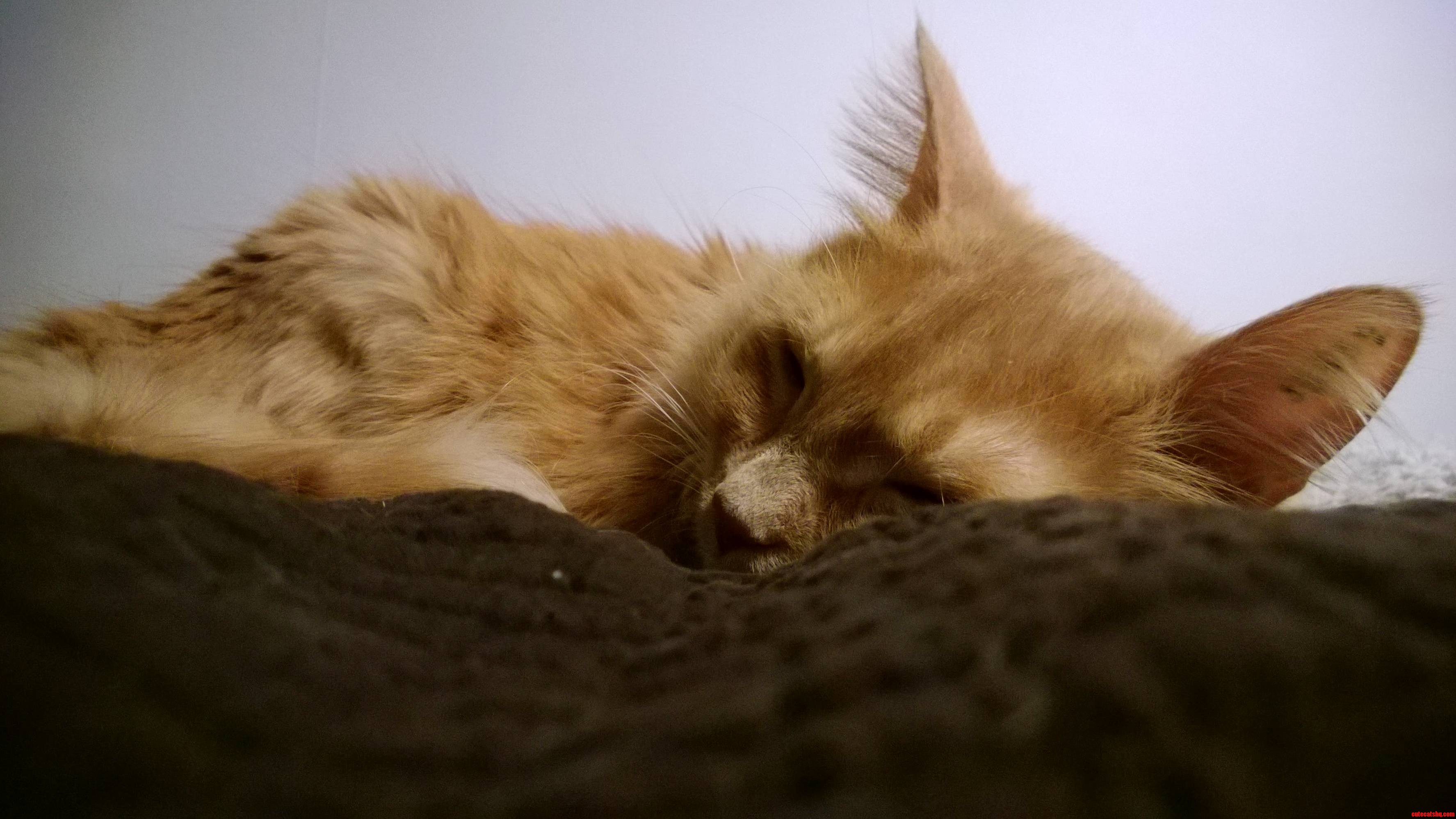 Epitome of Coziness