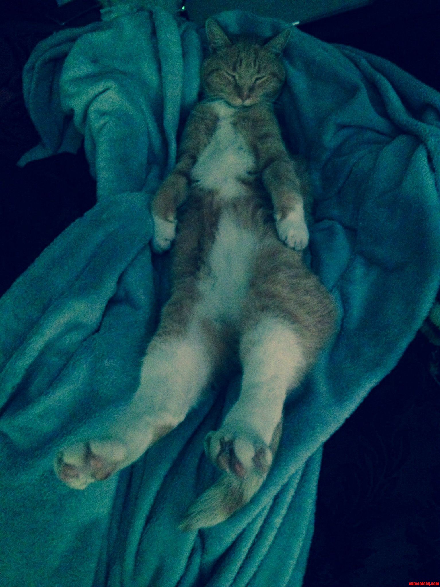 Even During a Cat Nap Im Pawsitively Sexy...