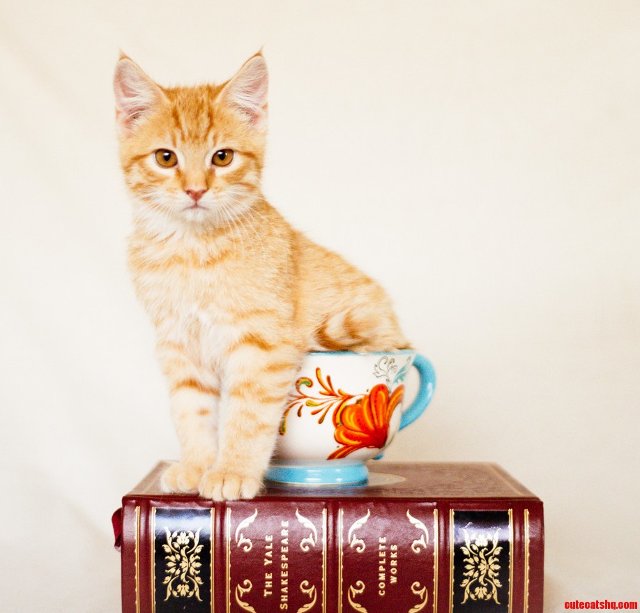 Even If I Dont Fits I Sits.