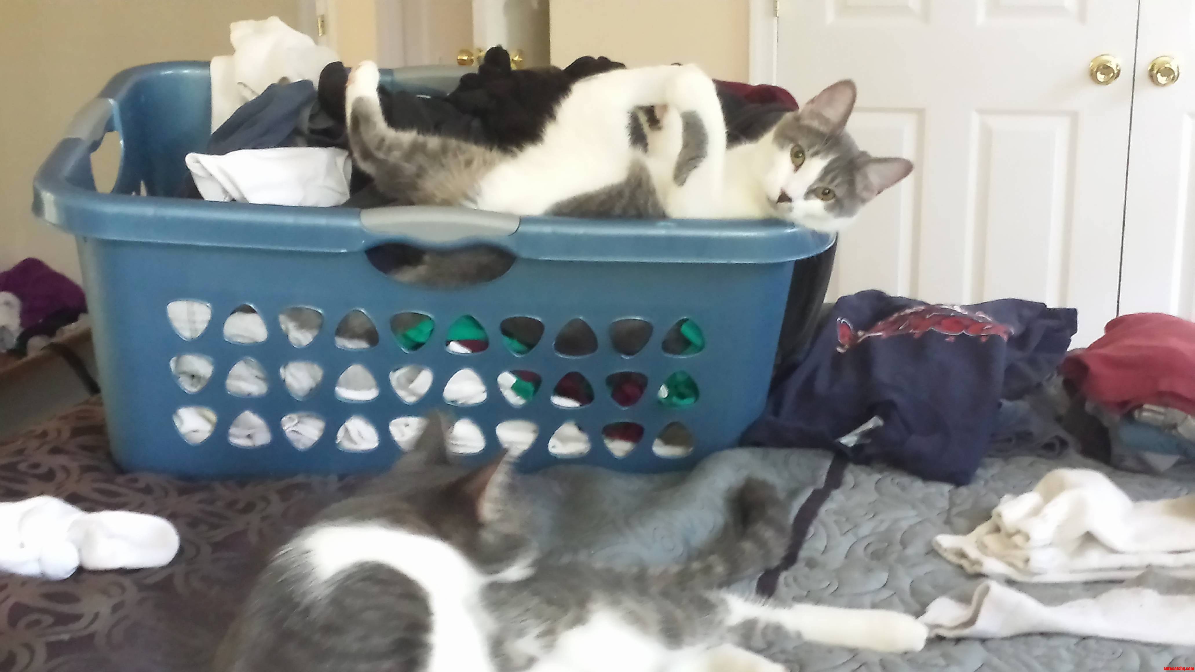Every Time Clean Laundry Is Involved.