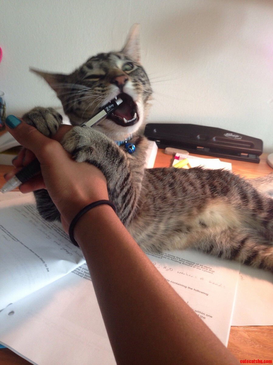 Every Time I Try to Sit Down and Get Some Work Done...