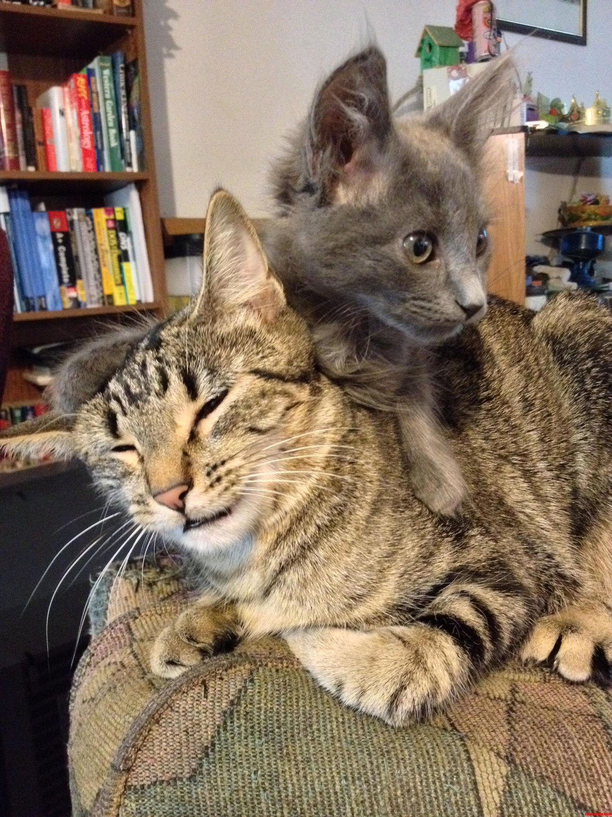 Everybody Loves the New Kitten