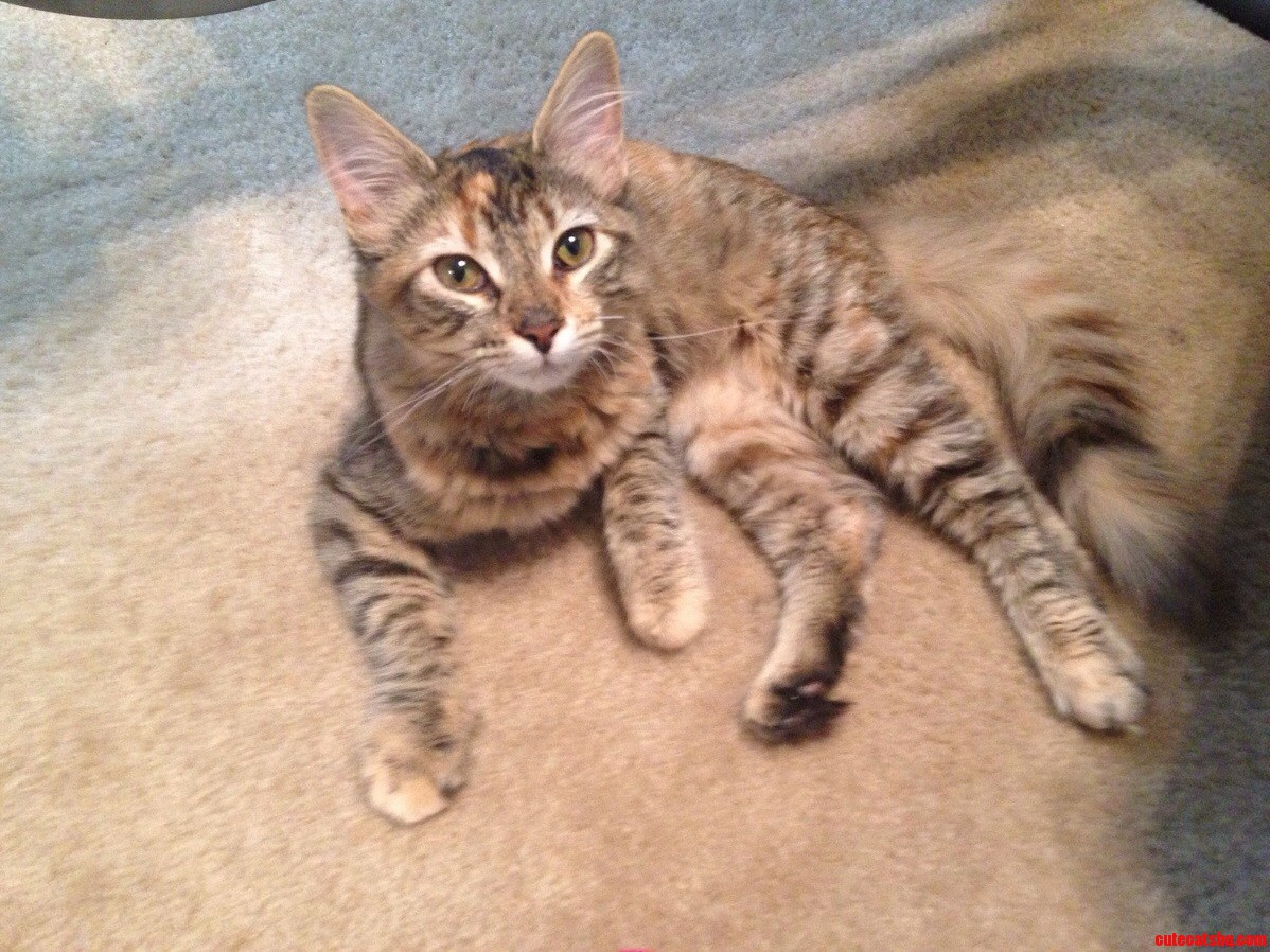 Everyone Meet Roo Just Adopted from a Shelter