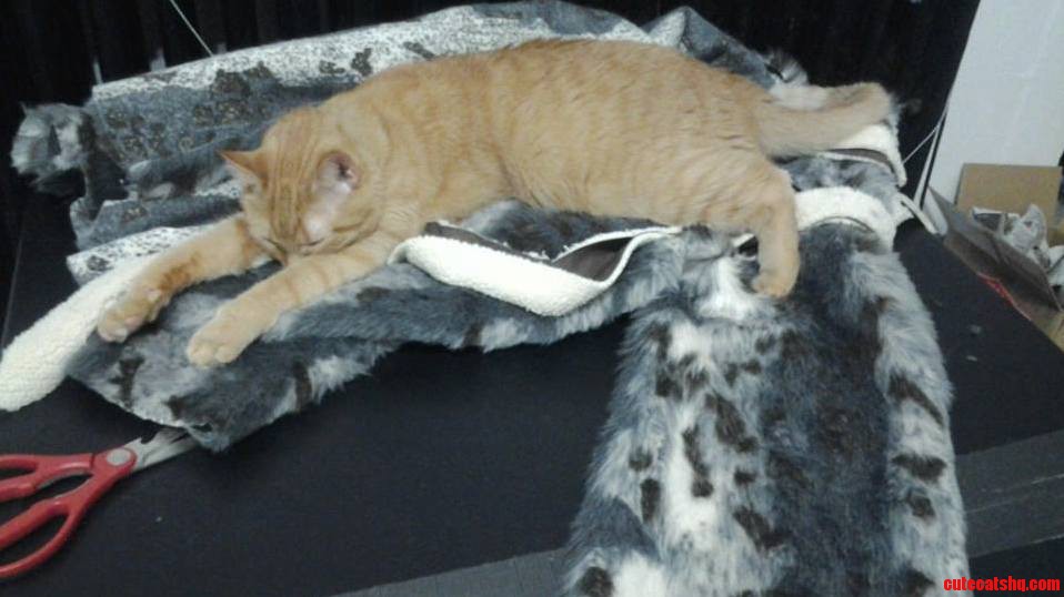 Exhausted from a Hard Day of Sewing.