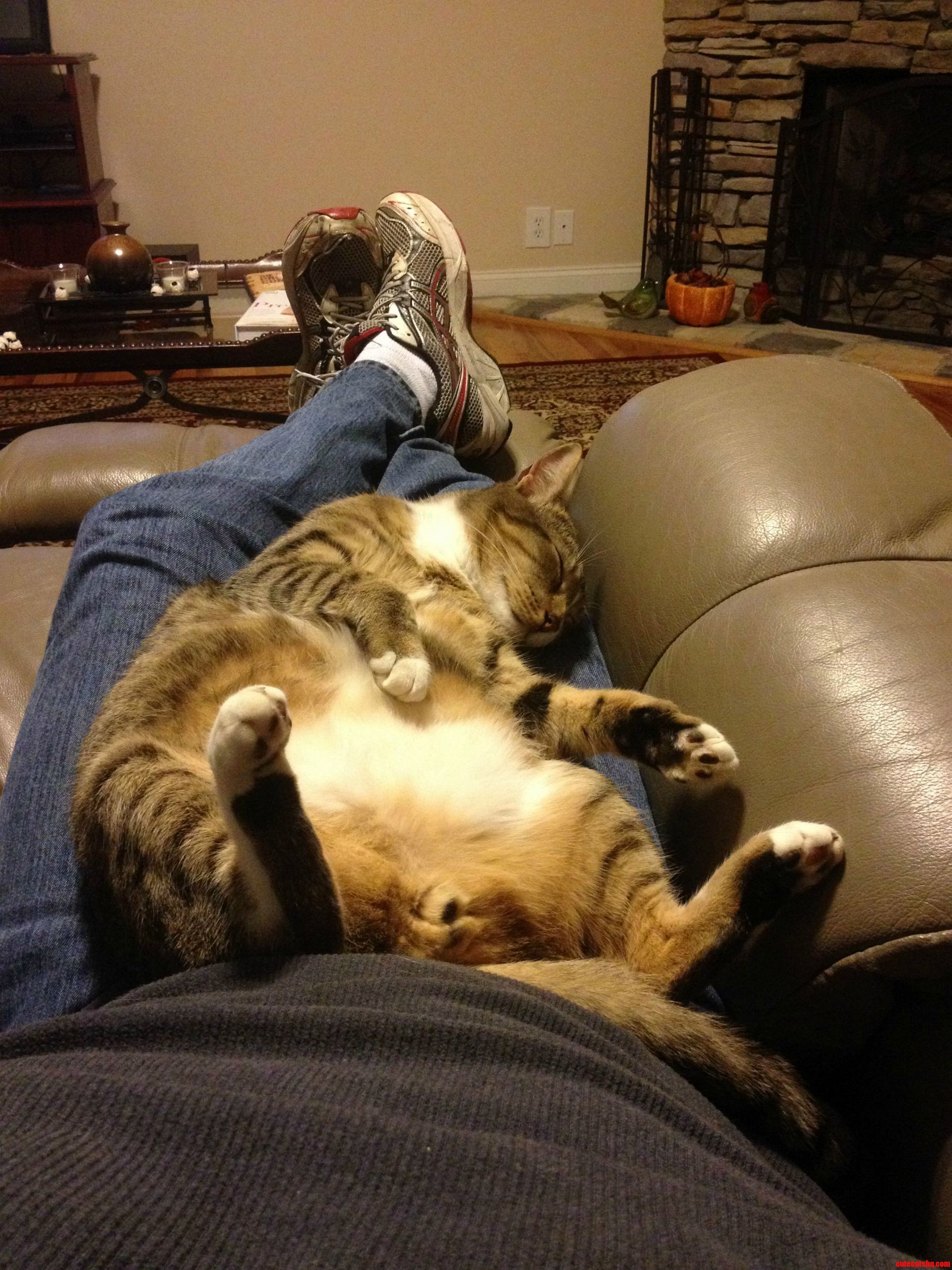 Fat Happy Kitty