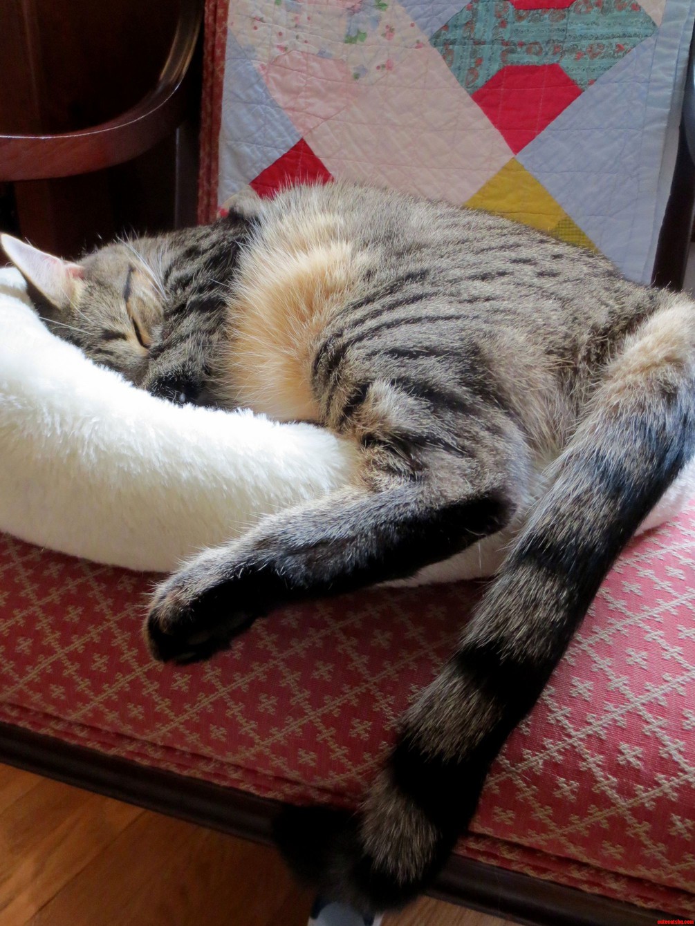 Fatty Loves His Bed Even Though Hes Too Big for It.
