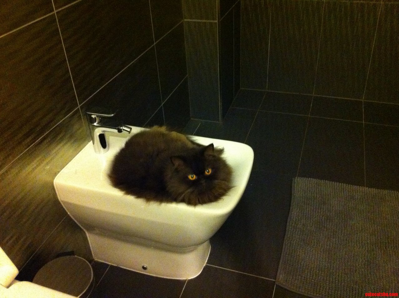 Favorite Cat Place in the Bathroom