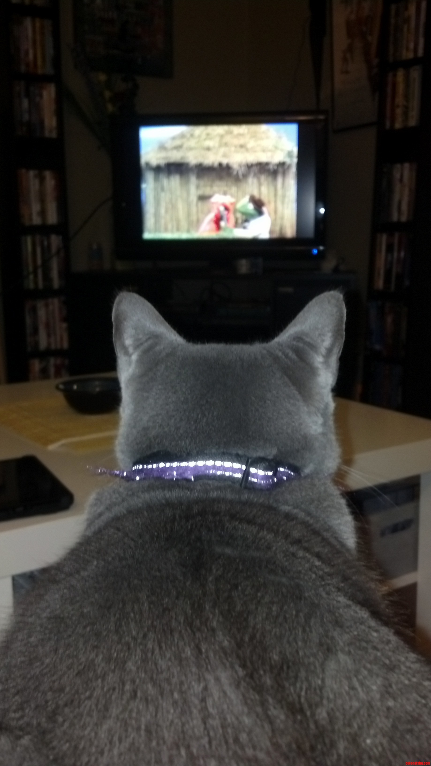 Felicity Watching Sesame Street
