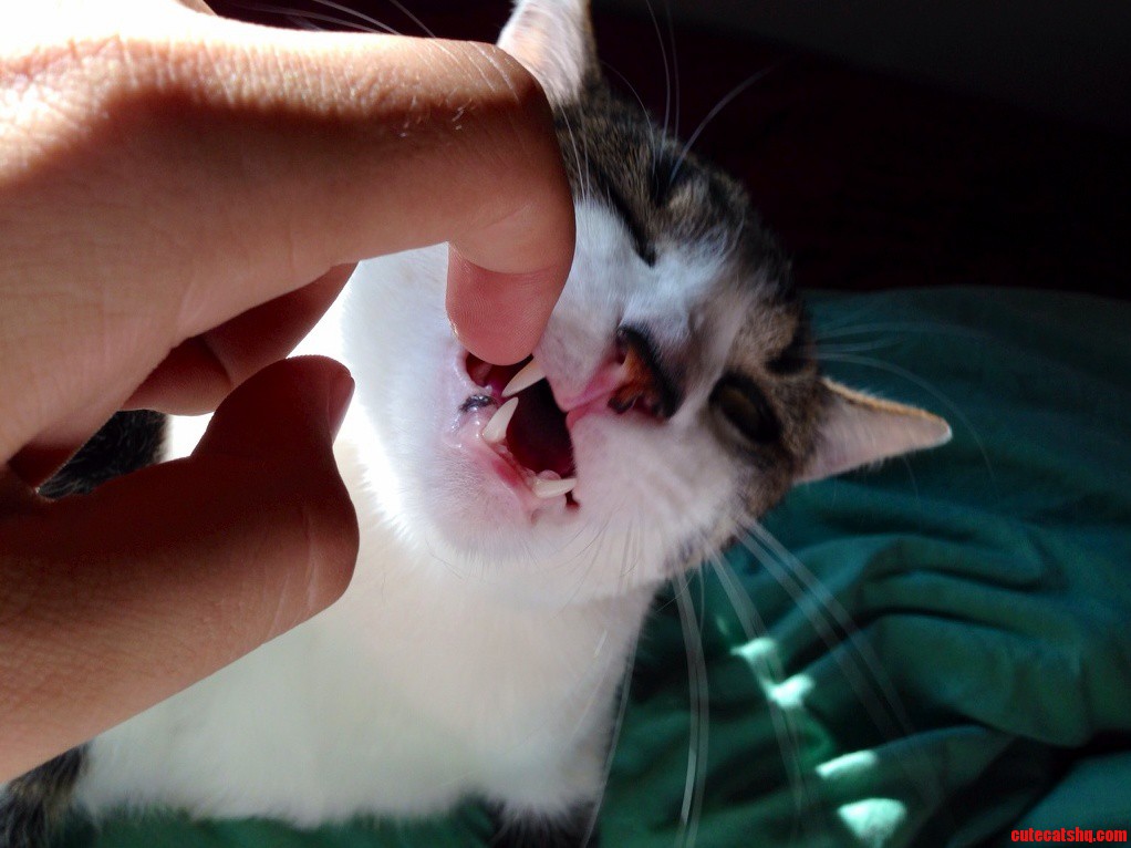 Filbert Loves Nibbling