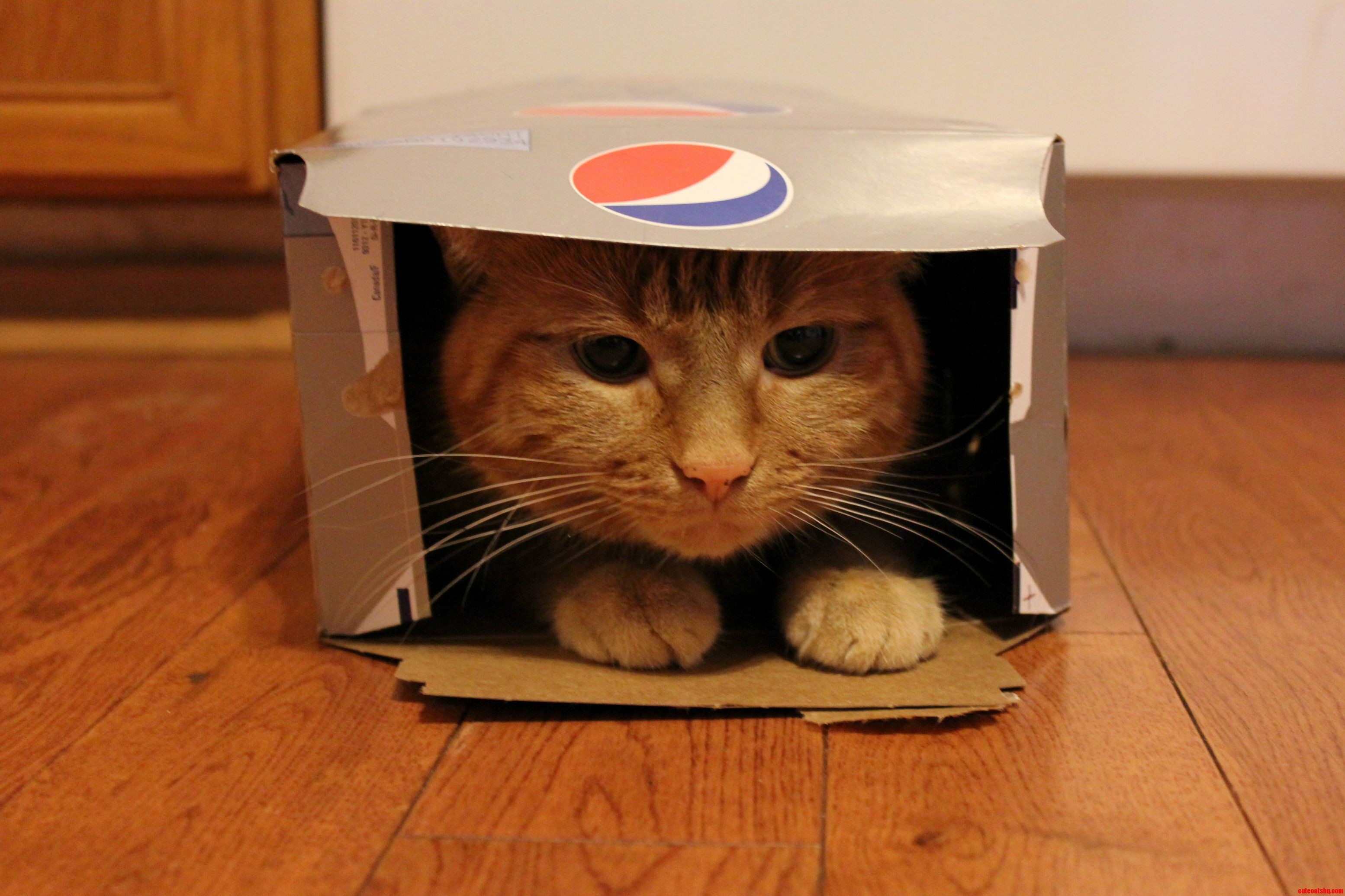 Finally the Box Is Mine... All Mine.