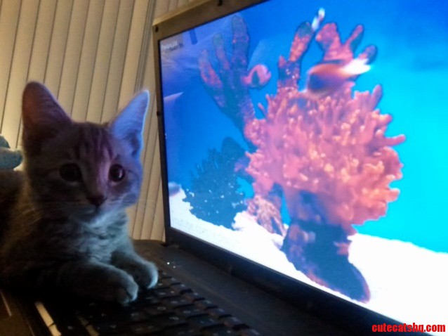 Finding Nemo