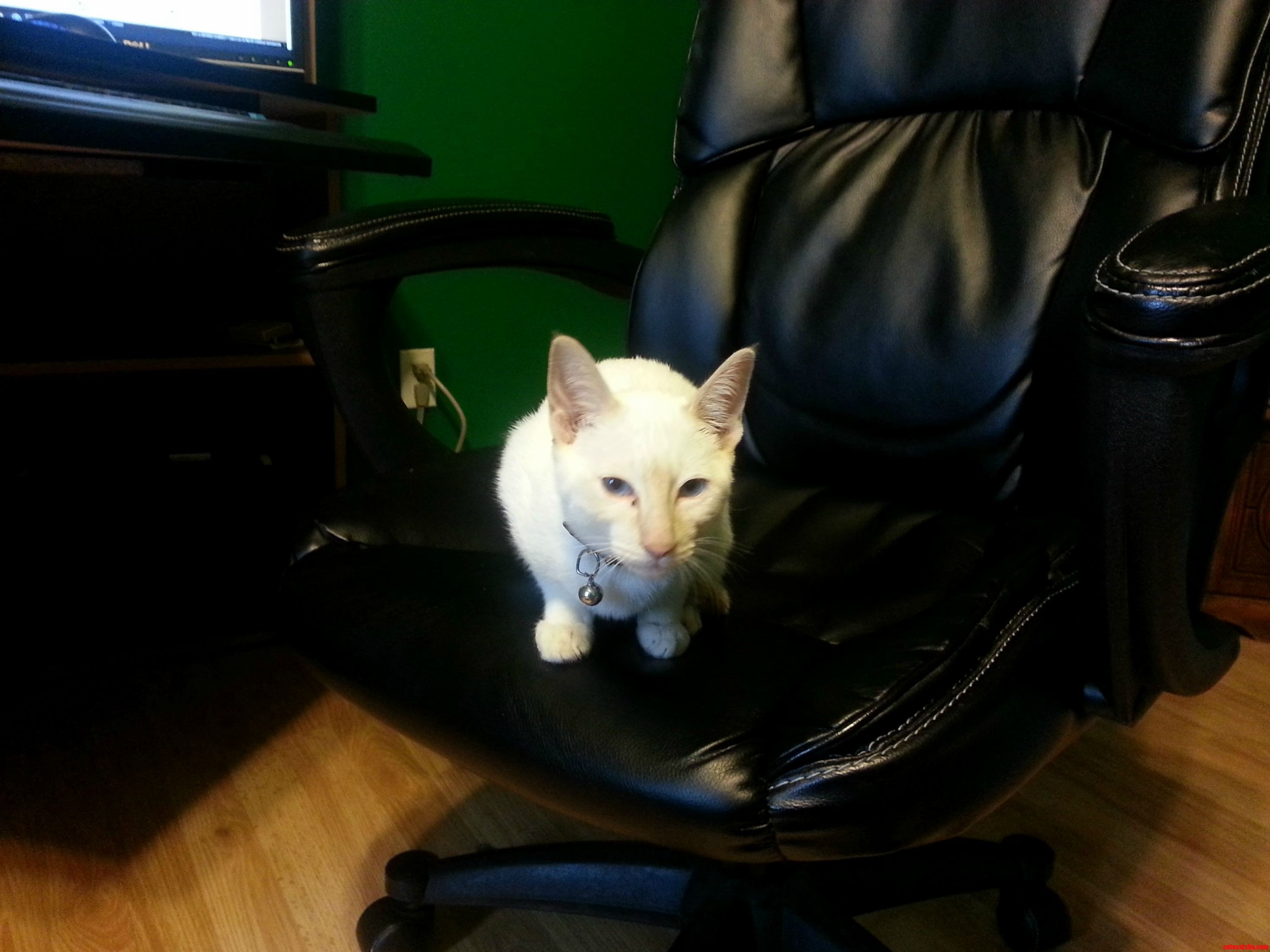 First Day Home and Hes Already Taking Over. Hades