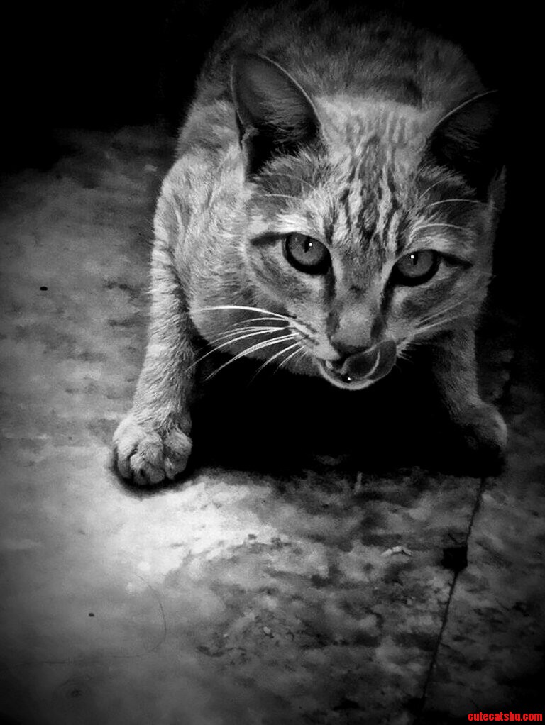 First Post on . Obviously a Cat.