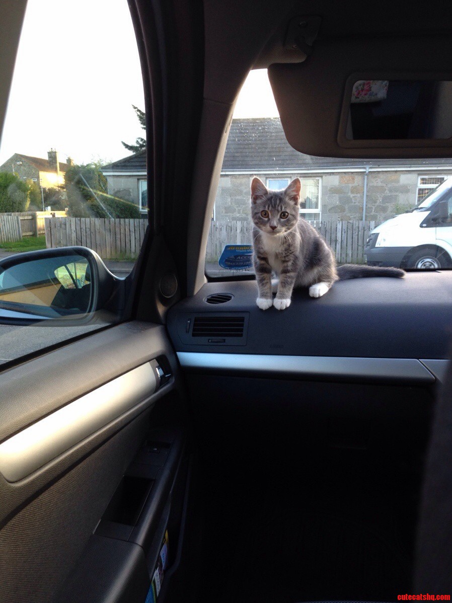 First Vet Trip. She Enjoyed It